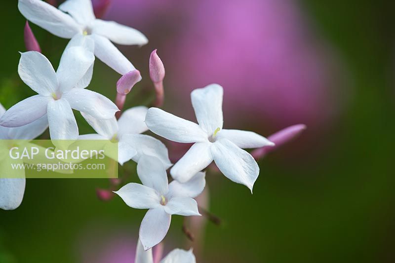 Jasminum polyanthum - Fleurs de jasmin blanc