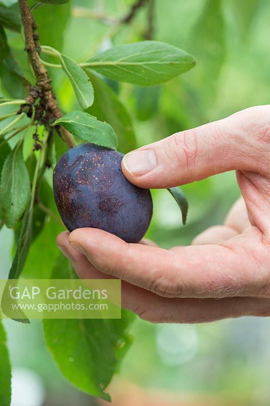 Prunus Domestica - Cueillir une prune Verity dans l'arbre