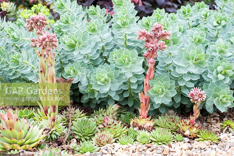 Jardin sec de bardeaux avec sempervivums à fleurs et Euphorbia myrsinites