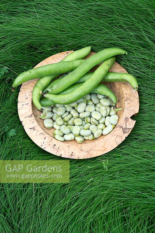 Vicia faba - Fèves et gousses dans un bol en bois sur l'herbe longue