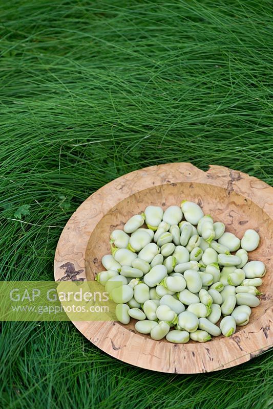 Vicia faba - Fèves et gousses dans un bol en bois sur l'herbe longue