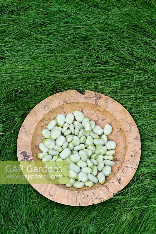 Vicia faba - Fèves dans un bol en bois sur l'herbe longue