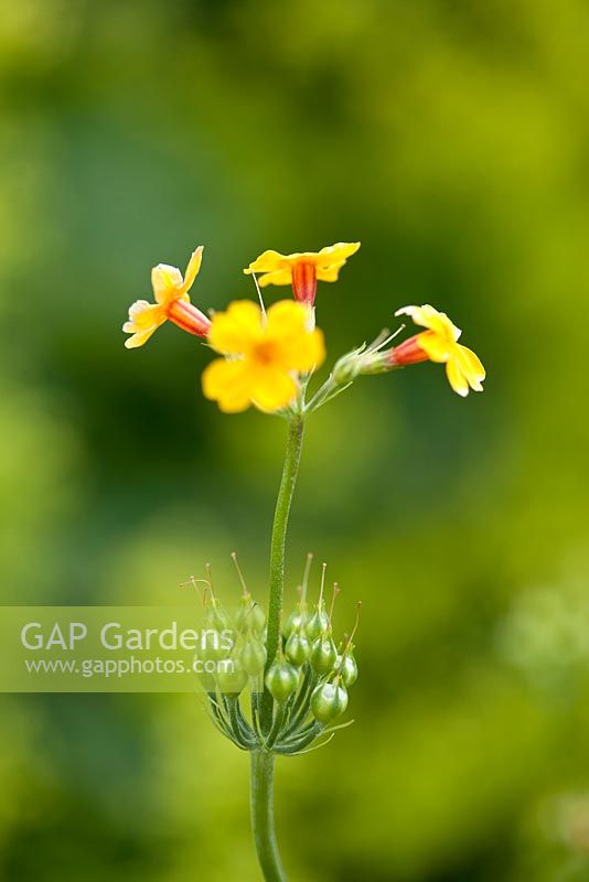 Candélabre Primula. Le jardin d'ornement. Jardin d'Alnwick. Royaume-Uni