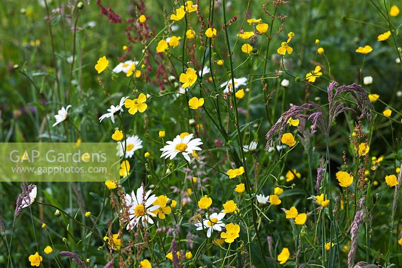 Le pré à Veddw House Garden, Monmouthshire, Wales, UK. La plantation comprend Leucanthemum vulgare, Rumex crispus et Rannunculus bulbous