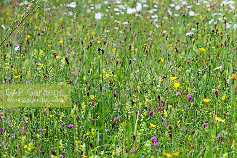 Le pré à Veddw House Garden, Monmouthshire, Wales, UK. La plantation comprend Rhianthus minor, Trifolium pratense et Rumex crispus