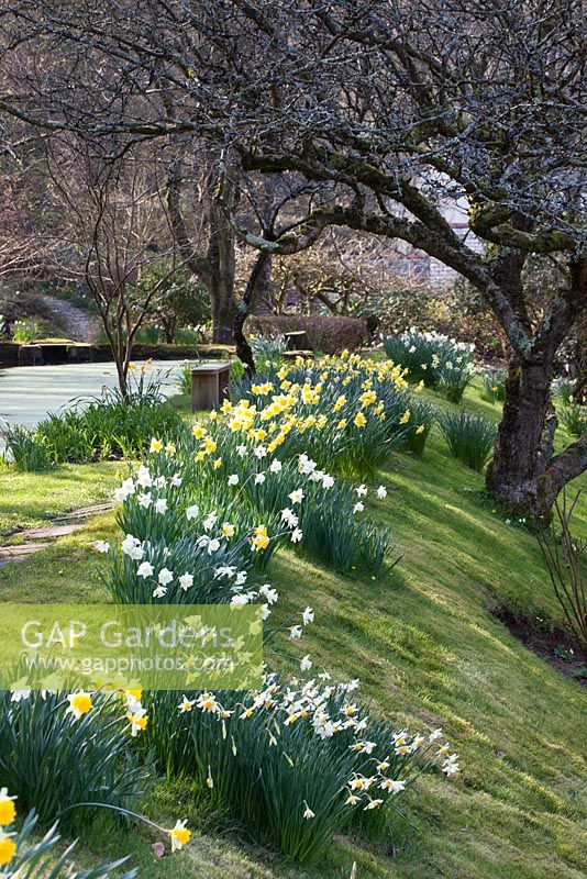 Narcisse au soleil du printemps, Docton Mill, Devon