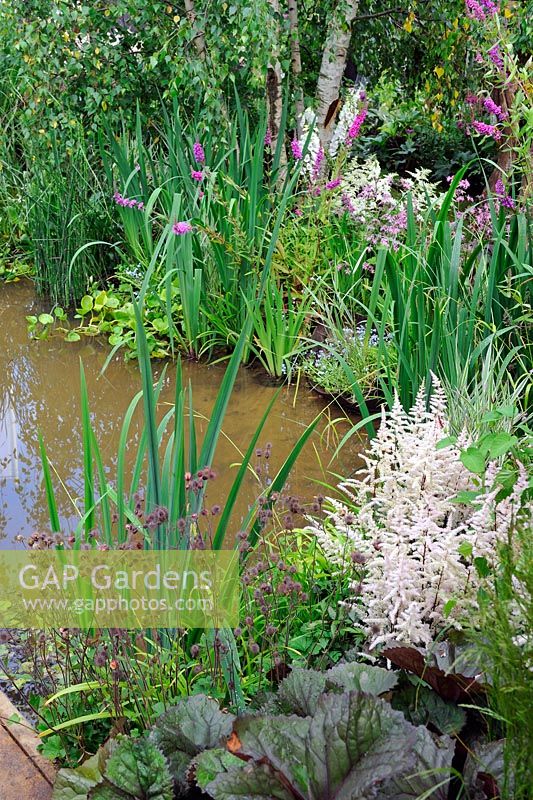 Astilbe, Digitalis, Ligularia Przewalskii, Lythrum dans le jardin boisé de l'eau, 'Urban Oasis', Hampton Court Palace Flower show 2012