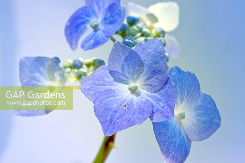 Hydrangea macrophylla 'Teller Blue '