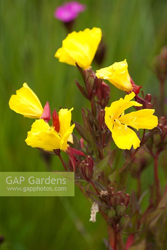 Oenothera tetragona