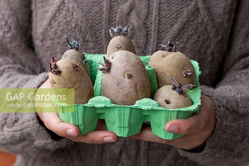 Cultiver les pommes de terre en pots étape par étape - Les pommes de terre avec de jeunes pousses sont transportées dans un bac à œufs