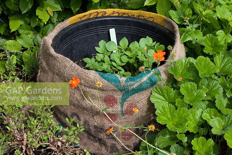 Cultiver des pommes de terre en pots étape par étape - Pousses vertes dans un pot en plastique déguisé en sac de café en toile