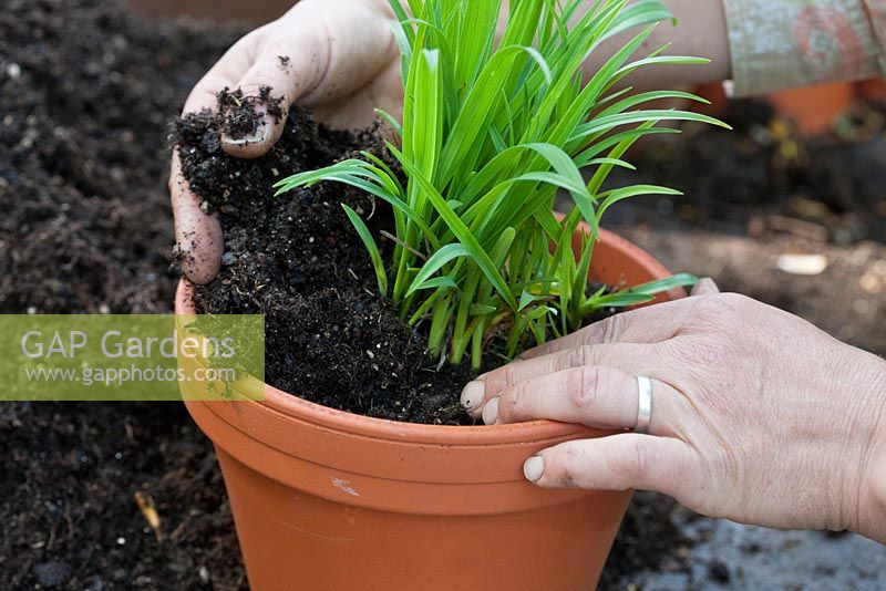 Rempoter un Hemerocallis étape par étape - Remplissez le pot de compost