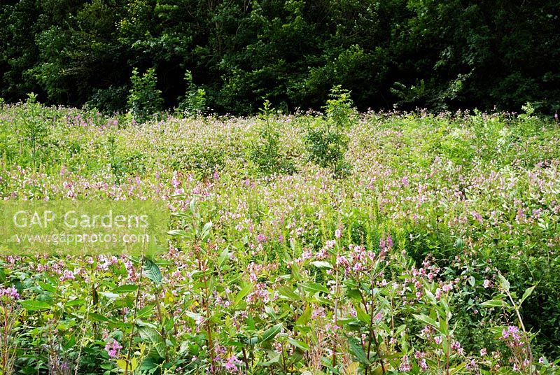 Prairies humides dominées par Impatiens glandulifera, Himalayan Balsam, une plante exotique envahissante au Pays de Galles, Royaume-Uni
