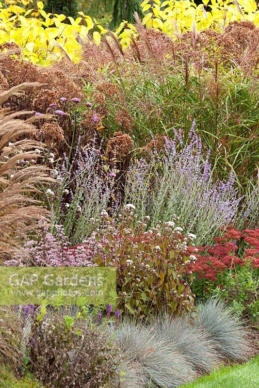 Parterre d'automne avec du givre à Foggy Bottom, les jardins de Bressingham, Norfolk, UK