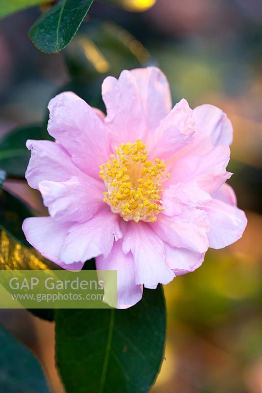 Camellia sasanqua x reticulata 'Show Girl'