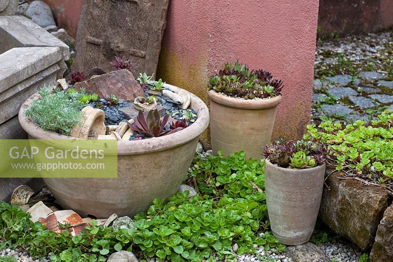 Plantes vivaces succulentes disposées en pots d'argile - Artemisia schmidtiana 'Nana', Sedum et Sempervium