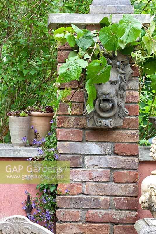 Vigne grimpant sur une tête de lion en pierre sur un pilier en brique à côté d'un mur peint avec deux pots en terre cuite contenant du Sempervivum, d'autres plantes sont Campanula poscharskyana, Sempervivum et Vitis