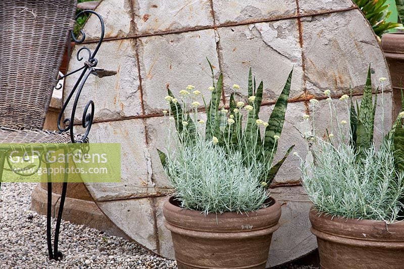 Détail d'un patio méditerranéen avec chaise en fer et osier, pots en terre cuite sur fond de table ronde en béton, Helichrysum italicum 'Sansevieria'