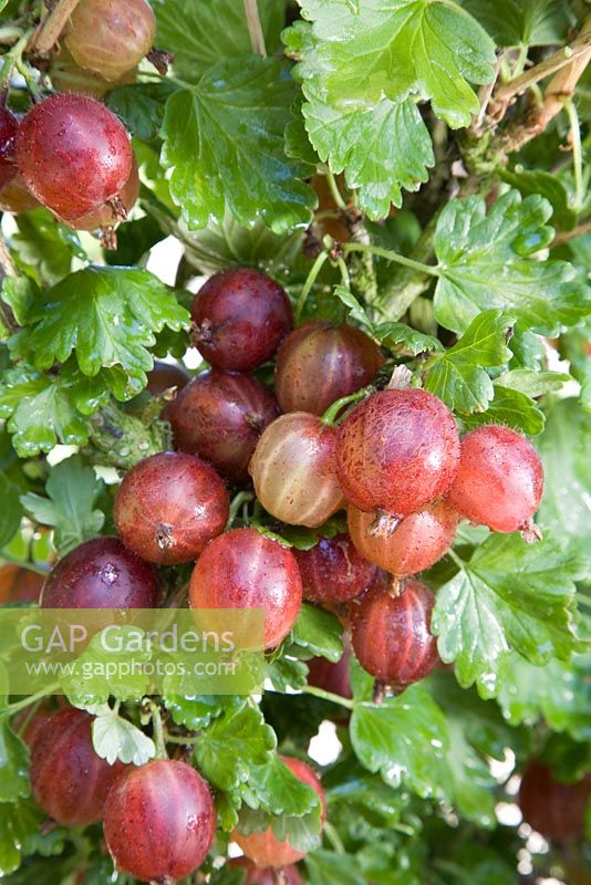 Ribes uva-crispa 'Pax' - Groseille à maquereau