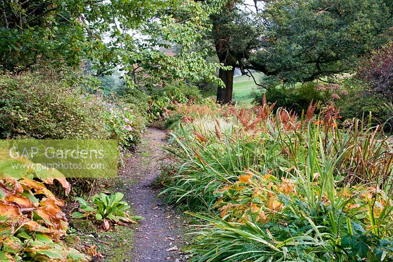Chemin à travers les plantes d'automne et le lac. Jardins de Minterne, Minterne Magna, Dorset