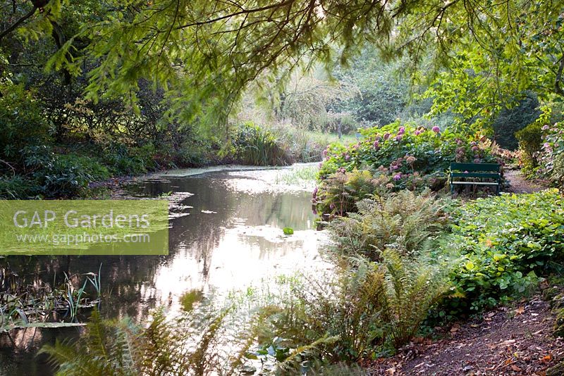 Siège en bois décoratif le long du lac avec des fougères et des hortensias en automne. Jardins de Minterne, Minterne Magna, Dorset
