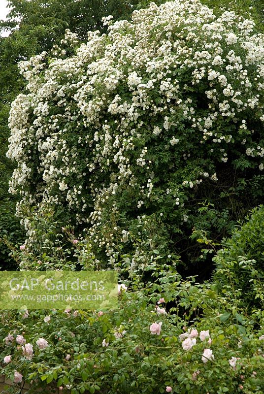 Rosa 'Rambling Rector' une rose de randonnée avec des fleurs semi-doubles poussant à travers un arbre avec Rosa 'New Dawn' au premier plan - Newland End