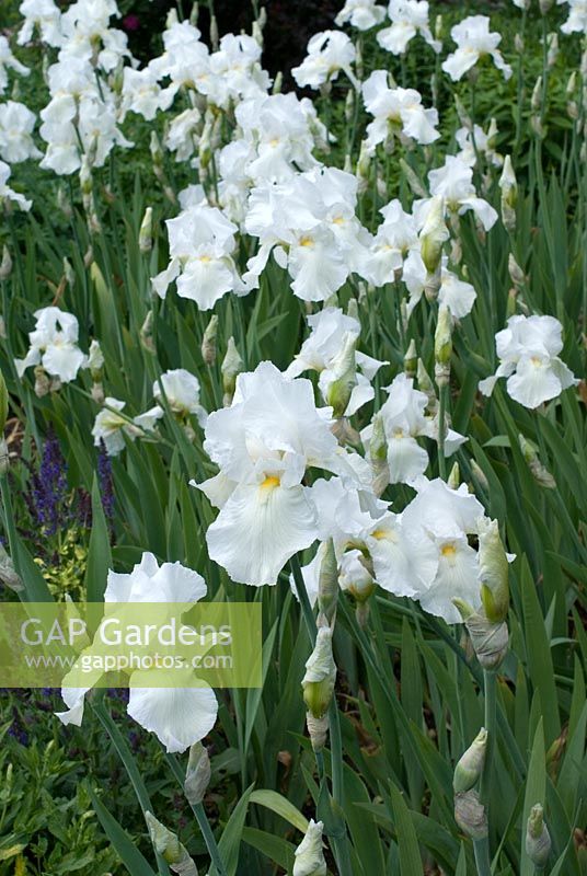 Iris barbu blanc dans le jardin de devant - Newland End Gardens, Essex