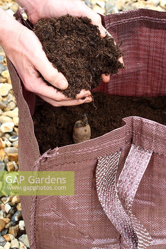 Étape par étape de la plantation de pommes de terre de semence 'Charlotte' dans un sac de culture - Après avoir placé 3 ou 4 pommes de terre de semence hachées sur le dessus du compost, recouvrir de 4 à 6 pouces supplémentaires de compost