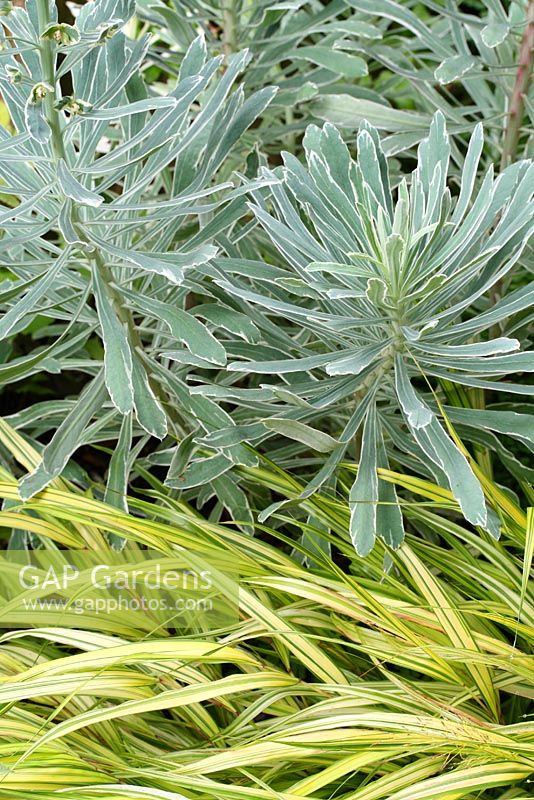Euphorbia characias 'Tasmanian Tiger' et Hakonechloa macra 'Aureola'