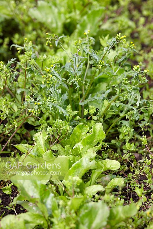 Senecio vulgaris - Séneçon poussant comme mauvaises herbes parmi les jeunes plants de betterave
