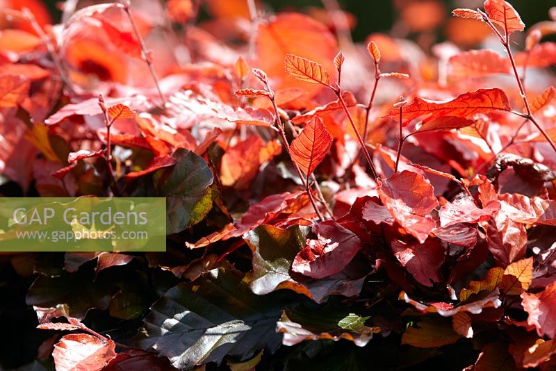 Fagus sylvatica f. purpurea - Haie de hêtres cuivrés, croissance printanière