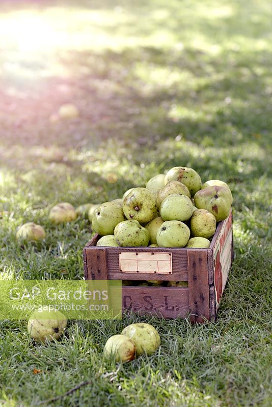 Malus domestica 'Grenadier' - Cueillette de pommes exceptionnelles dans un verger