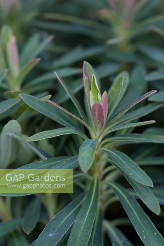 Étape par étape - Pot violet et vert avec Euphorbia 'Baby Charm', Alto 'Avalanche Blue', Festuca 'Golden Toupee', Origanum 'Aureum Gold' et Heuchera 'Marvelous Marble'