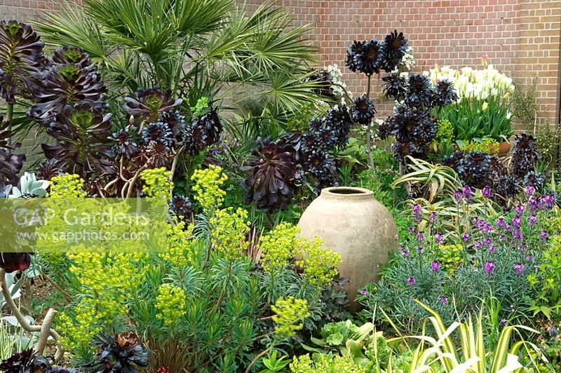 Parterre d'Euphorbia characias, Aeonium 'Schwarzkopf' et Erysimum 'Bowles Mauve' et urne en terre cuite vide - East Ruston Old Vicarage