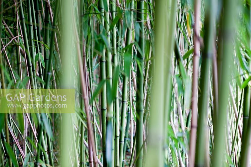 Bambou à côté de l'étang - Jardin de Monet, Giverny, France