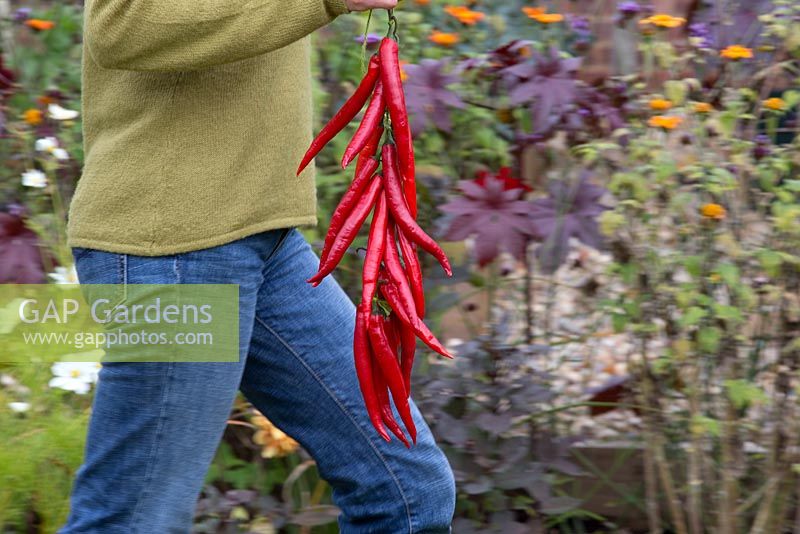 Étape par étape, enfiler et sécher les piments en serre