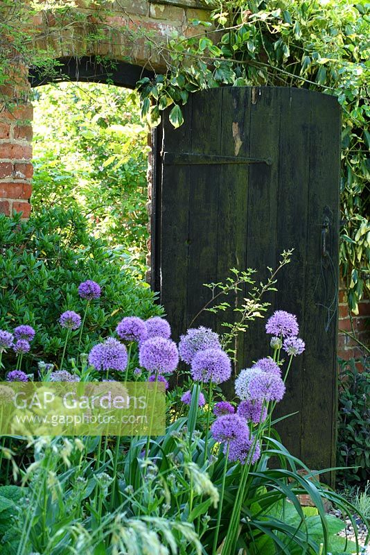 Allium aflatunense 'Purple Sensation' dans un parterre de fleurs et une porte en bois rustique mène à l'avant du chalet - Sallowfield Cottage B