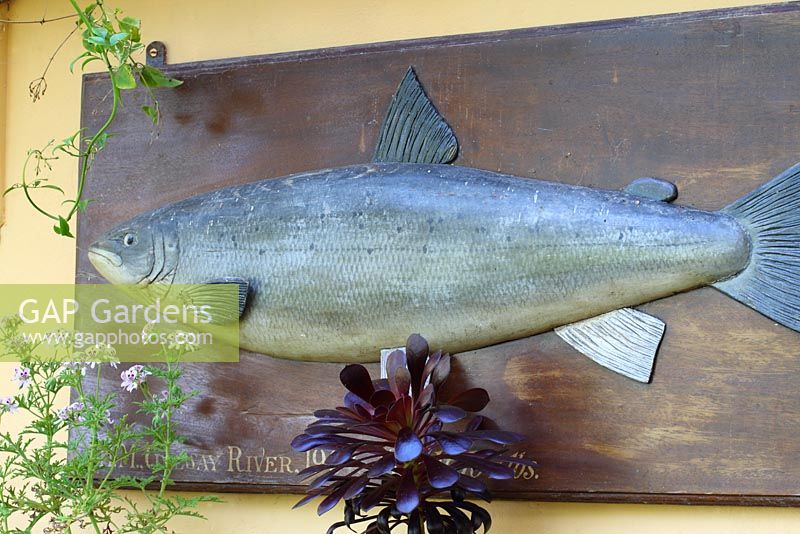 Une plaque en bois d'une réplique de poisson, capturée en Nouvelle-Zélande par un membre de la famille, est accrochée dans la véranda - Sallowfield Cottage B