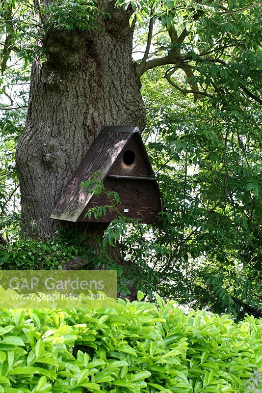 Boîte de chouette effraie en bois sur un arbre mature à la limite du jardin - Sallowfield Cottage B