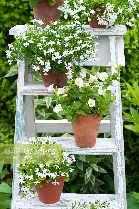 Affichage de pot de fleurs blanches sur échelle - pétunias et lobélies