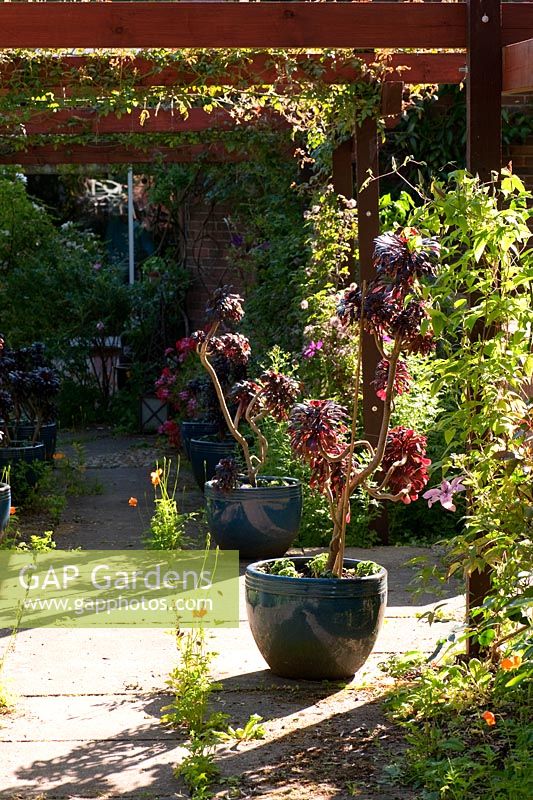 La pergola en bois de construction récente supporte des roses et des clématites avec un succulent Aeonium noir 'Zwartkop' dans des pots en verre bleu. Ferme Beechenwood, Odiham, Hants, Royaume-Uni