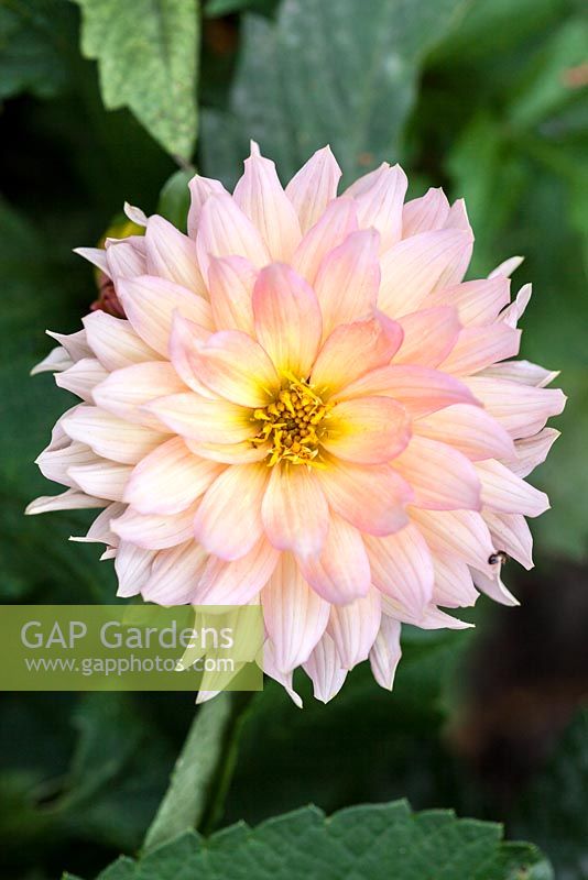 Dahlia 'Karma Prospero'