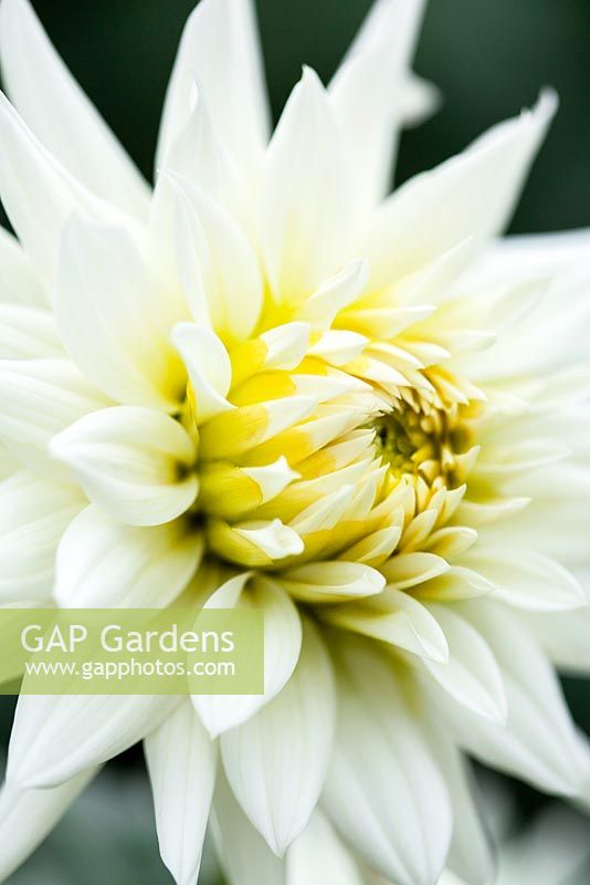 Dahlia 'Hillcrest Albino'