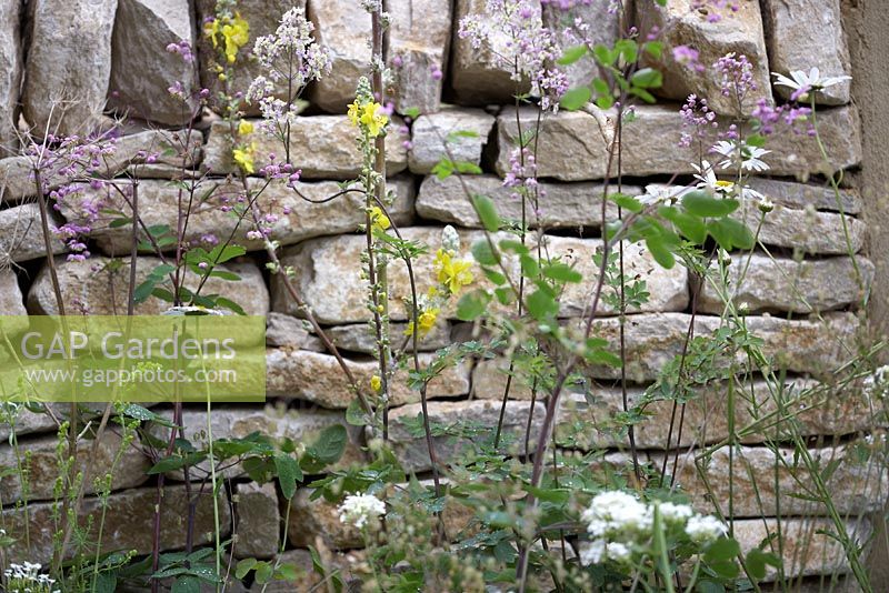 Le jardin de bière Badger. Mur en pierre sèche sous-planté de plantations naturalistes de thalictrum, de marguerites et de verbascum. Hampton Court Flower Show 2012.