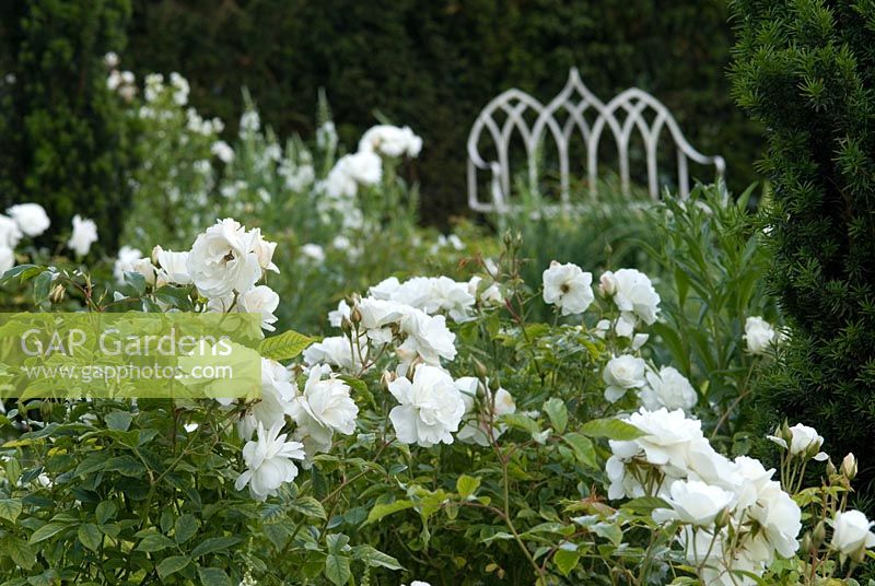 Le Jardin Blanc à Wood Farm avec Rosa 'Iceberg' et un banc gothique en métal blanc Fraise par le Taxus baccata - Haie d'if, juin
