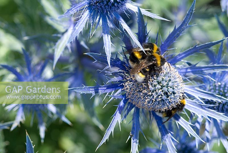 Eryngium bourgatii 'Picos Blue' avec des abeilles, juin
