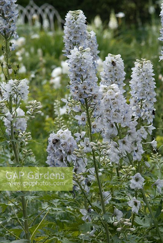 Delphinium, variété inhabituelle avec des pointes blanches et bleues appréciées par les abeilles dans le jardin blanc, juin