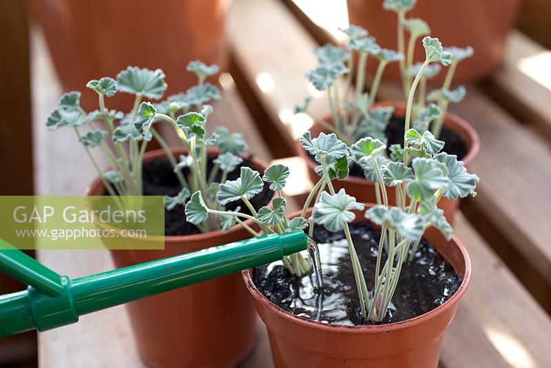 étape par étape - prendre des boutures de Pelargonium sidoides et rempoter - arroser les boutures nouvellement plantées