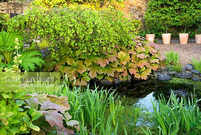 Chemin dans la section d'extrémité du jardin est encadré de Rodgerias, un bouleau pleureur et d'autres plantes aquatiques, y compris des fougères, avec une ligne de baies standard dans des pots en terre cuite en arrière-plan - Bude Street, Appledore, Devon, UK