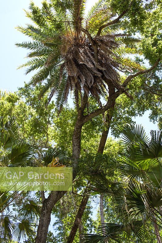 Ce Phoenix dactylifera - Palmier dattier du Sénégal est le plus grand spécimen de Floride et donc l'actuel champion de l'État de Floride - McKee Botanical Garden, Vero Beach, Floride